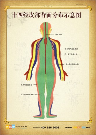 人體常用穴位背面圖 人體背部穴位示意圖 人體背部穴位圖 十四經(jīng)皮部背面分布示意圖